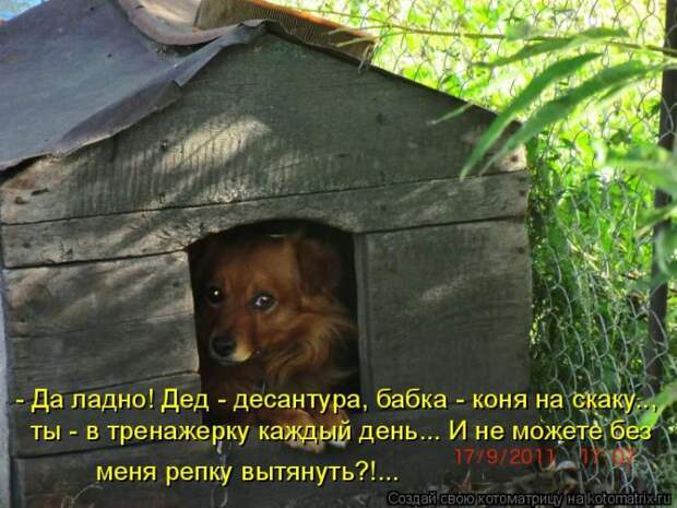 Лучшие котоматрицы недели (50 фото)