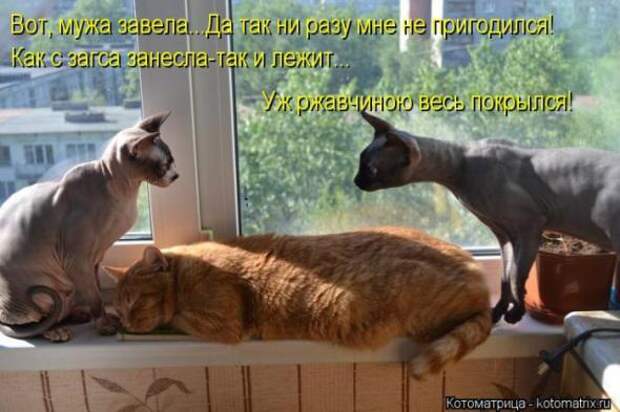 Котоматрицы (картинки с надписями)