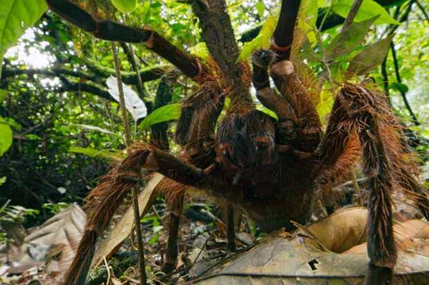 Ученый наткнулся на огромного паука размером с щенка