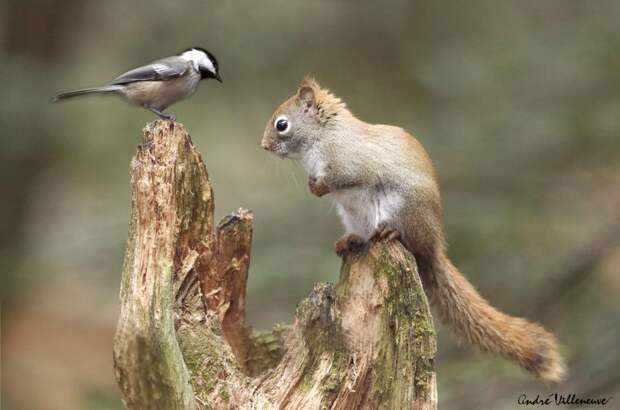 Фотография забавная жизнь белок Andre Villeneuve Фотография забавная жизнь белок Andre Villeneuve