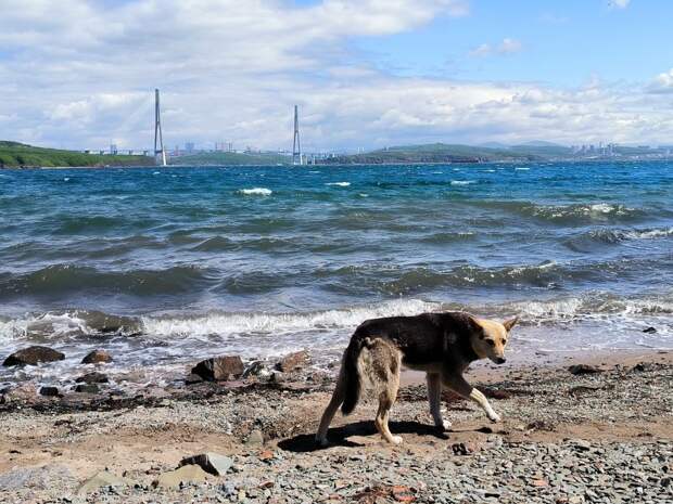 Вопрос хвостом: почему проблема с бездомными животными до сих пор не решилась