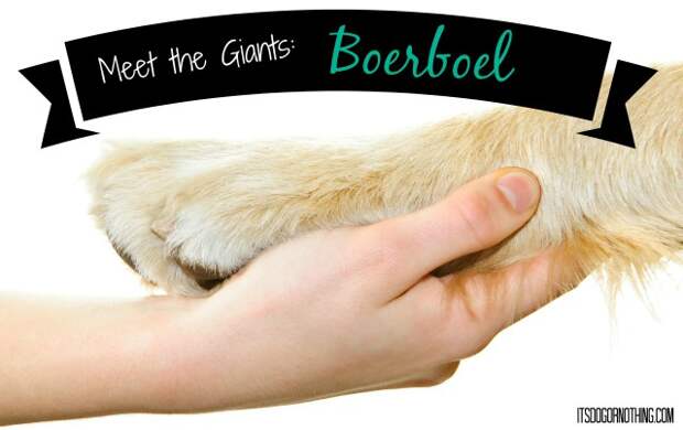 This week on Meet the Giants, we're talking about the Boerboel! Read more for tons of fabulous breed information!
