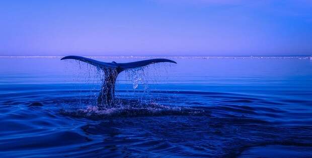 Новый вид китов обнаружили в Охотском море