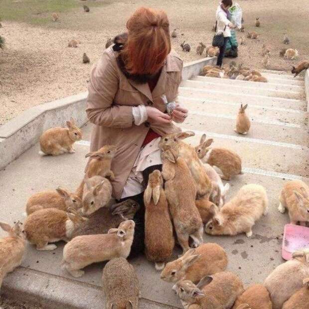 кролики, Япония
