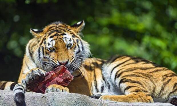 тигр ест, тигр ест мясо - Интересные факты о тиграх