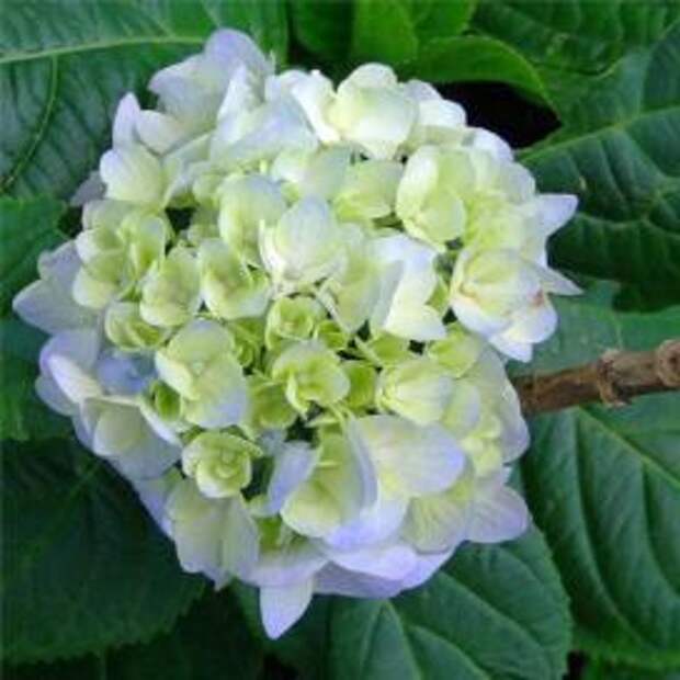Гортензия крупнолистная (Hydrangea macrophylla)