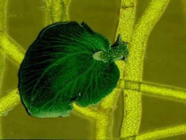 Морской слизень Elysia chlorotica (лат. Elysia chlorotica)