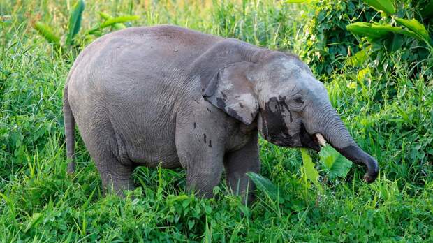 Scientific Reports: бактерии кишечника слона улучшают вкус кофе