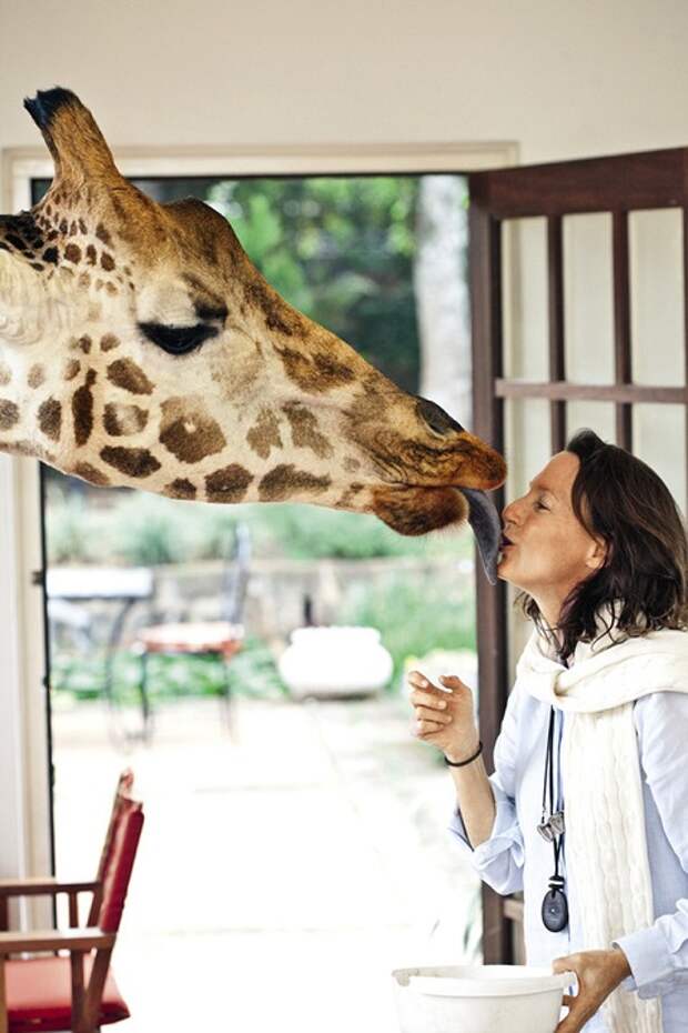 Завтрак с жирафами в необычном отеле Giraffe Manor, Кения. Фото