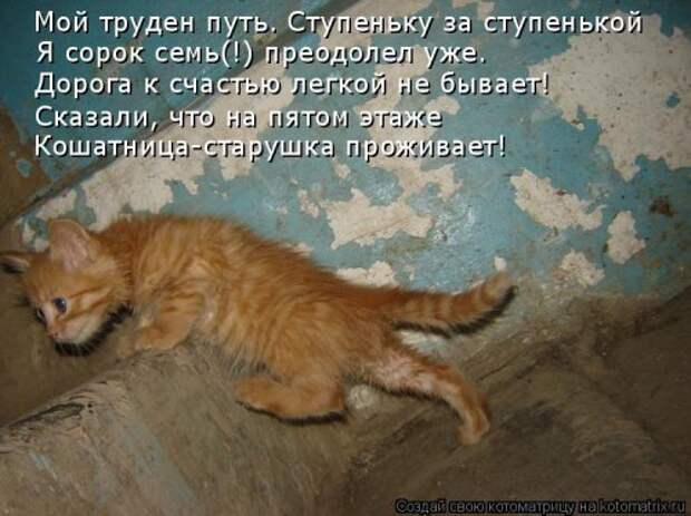 Отличная котоматрица для поднятия настроения (40 фото)