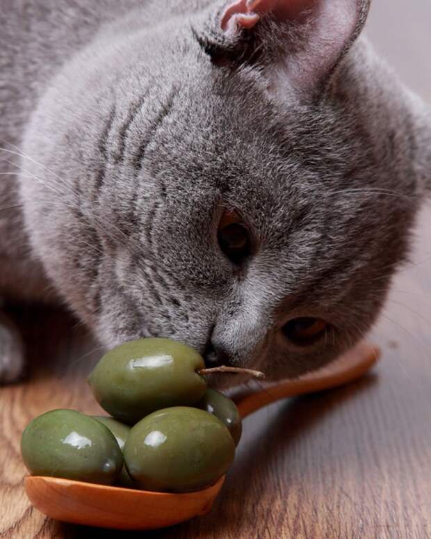 кошка ест оливки