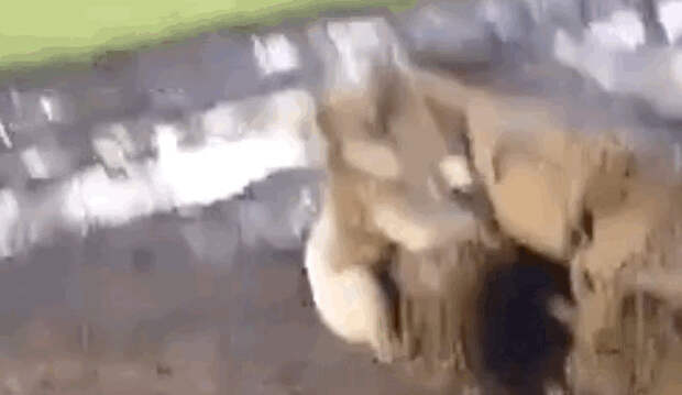 видео, животные, коала, ужас