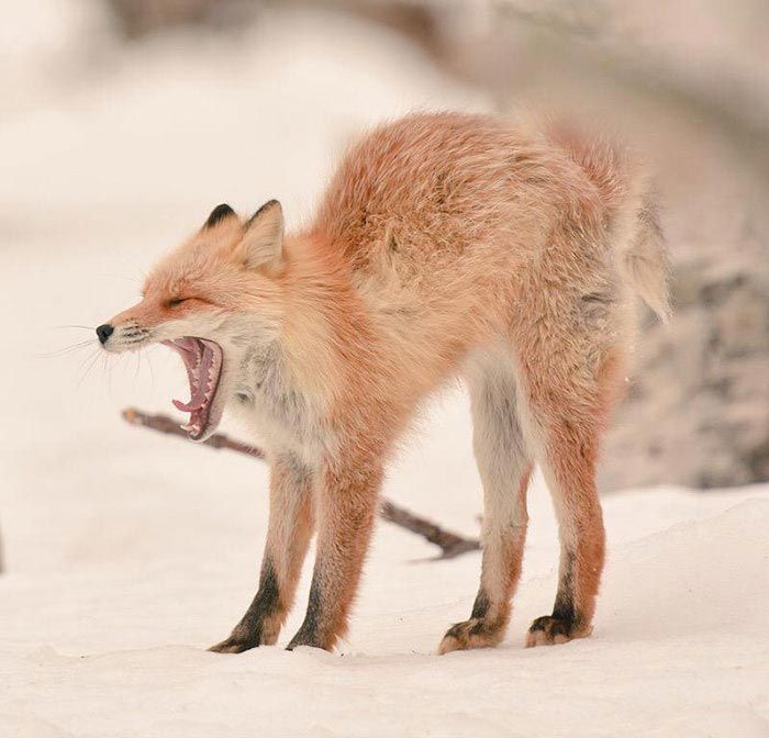 Hokkaido  cute animals, Хоккайдо милые животные