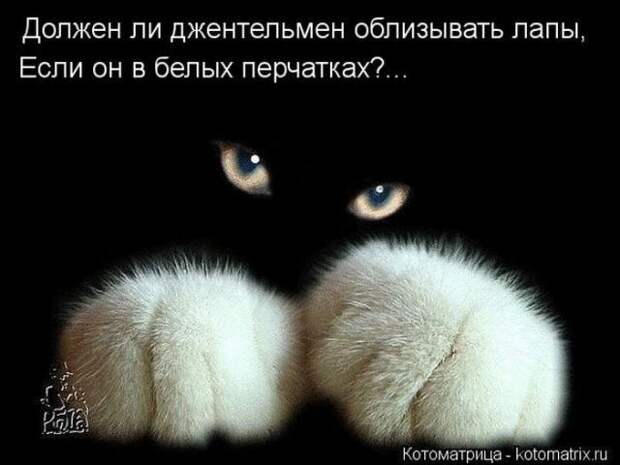 котоматрицы (50 фото) котоматрицы (50 фото)