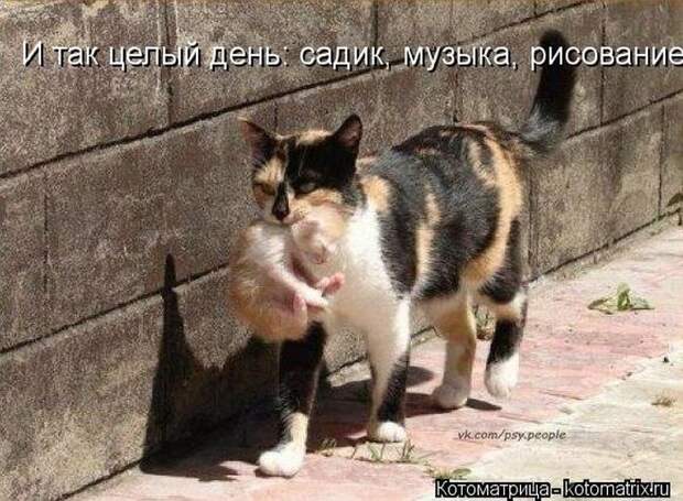 Лучшие котоматрицы недели (50 фото) Лучшие котоматрицы недели (50 фото)