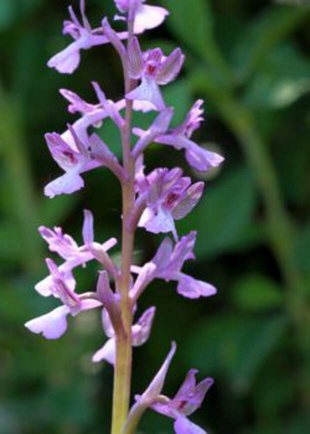 В настоящее время ятрышник точечный (orchis picta) является подвидом Анакамптис дремлик (Anacamptis morio)