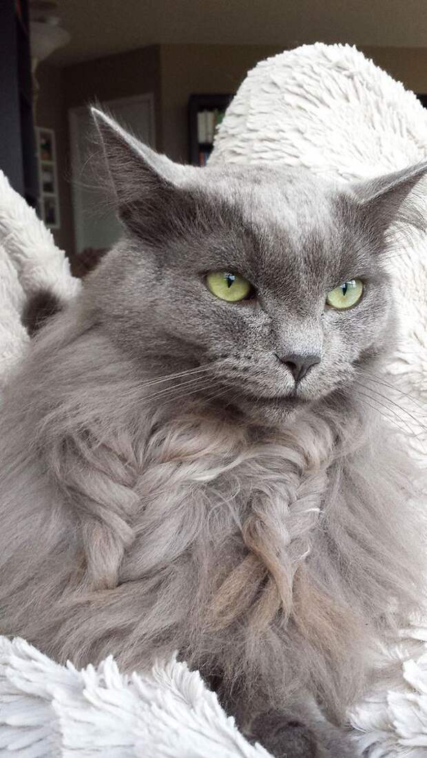 кошка с косичкой