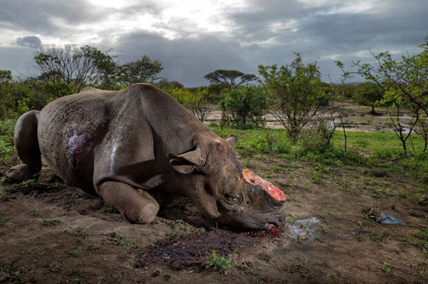 26. Черный носорог, убитый браконьерами из-за рога. national geographic, журнал, мир, фотография