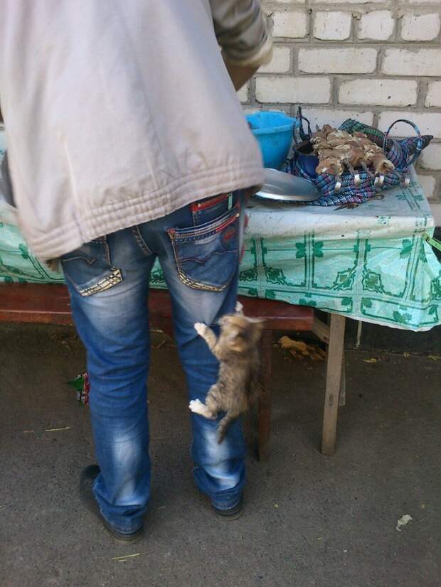 Утро начинается не с кофе. А с кормежки голодного кота коты, фото