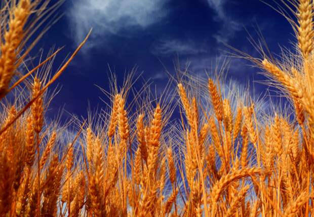 Минсельхоз США резко снизил прогнозы по урожаю и экспорту пшеницы РФ в 2021 году