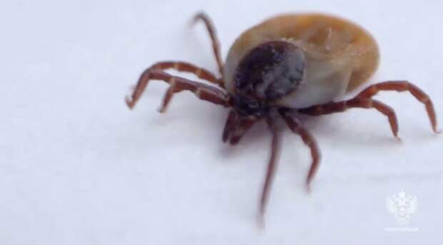 Роспотребнадзор: 11 петербуржцев и трое детей покусаны клещами с начала сезона