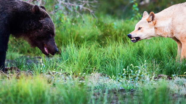 45608_bear_bear_vs_wolf