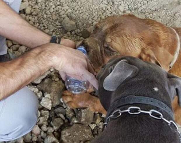 rescue dog