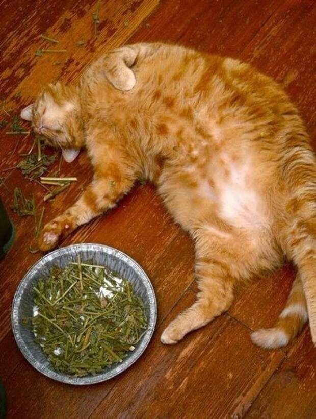 10 котов, которые попробовали валерьянку и кошачью мяту 10 котов, которые попробовали валерьянку и кошачью мяту валерьянка, кот, прикол