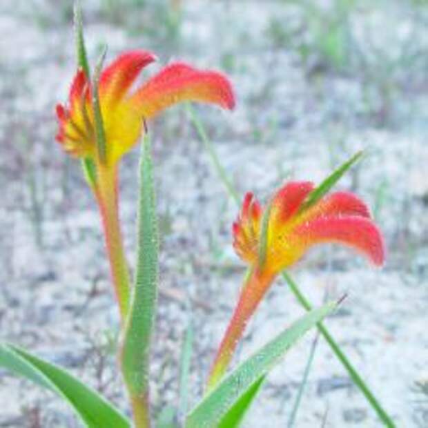 Анигозантос двуцветный (anigozanthos bicolor)