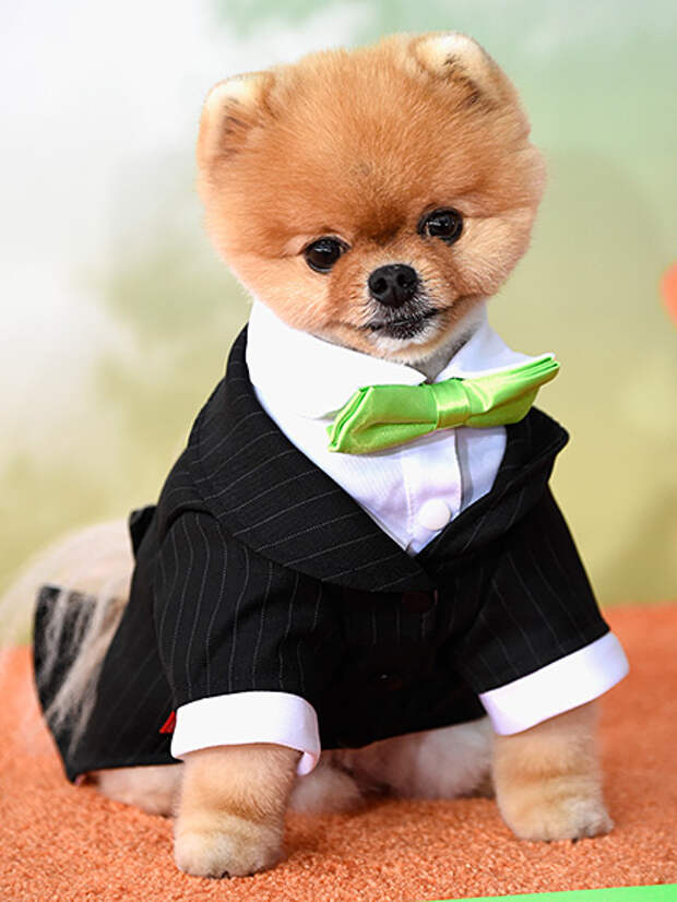 jiff-the-dog-435