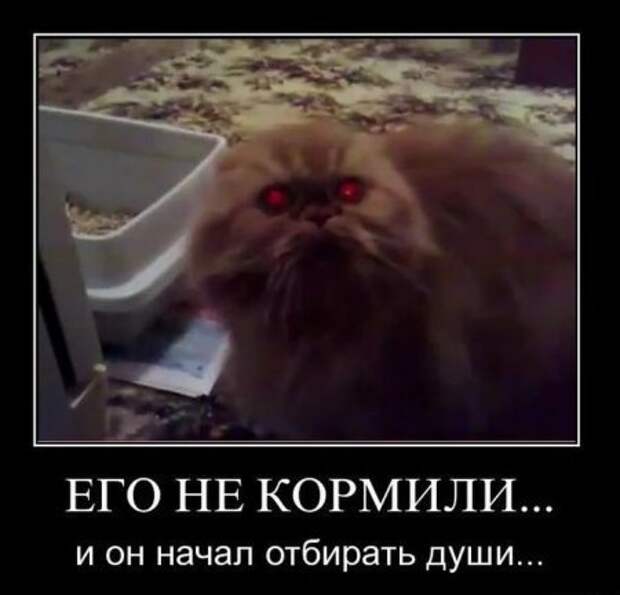 Демотиваторы, прикольные надписи и фотки.