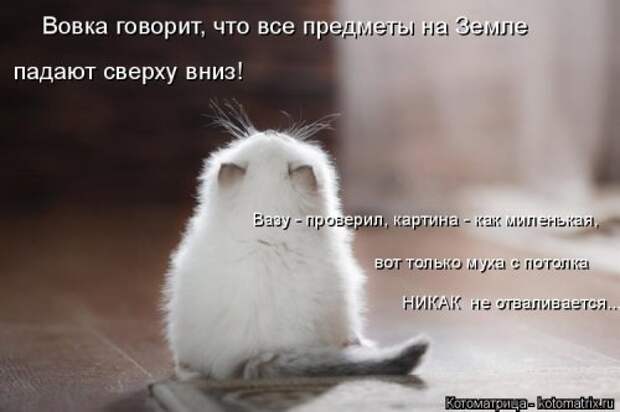 Свежая котоматрица (33 фото)