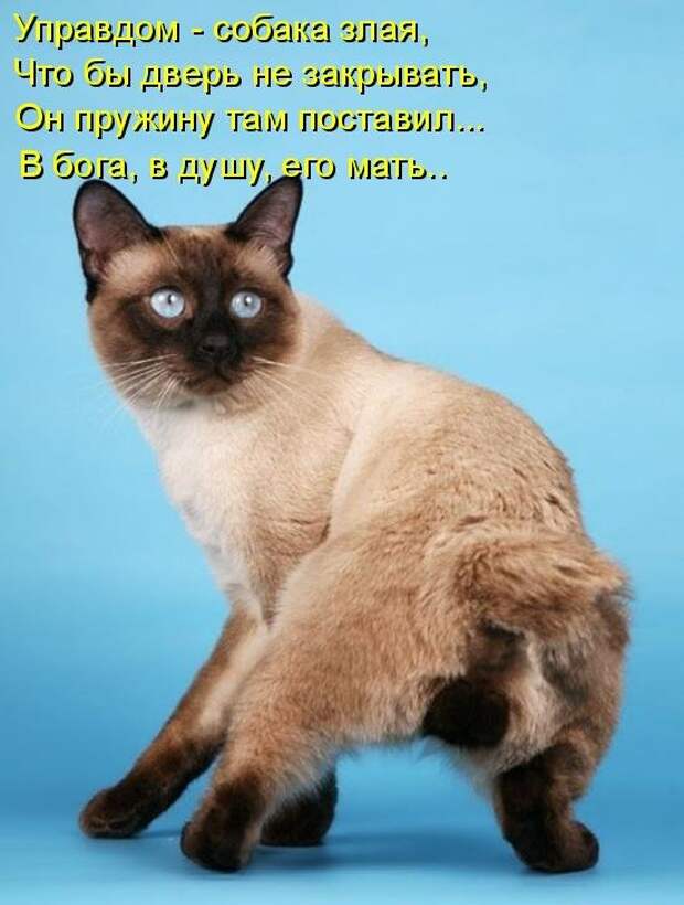 Котоматрица (81 фото)
