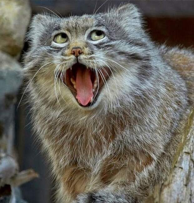 Pallas' cat so expressive