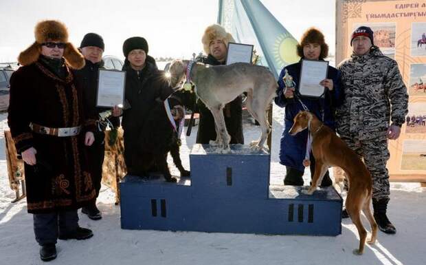 Более 100 участников собрал забег казахских тазы в Кушокы