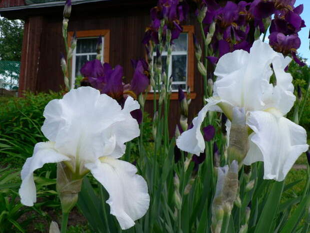 ирисы у домика ирисы у домика