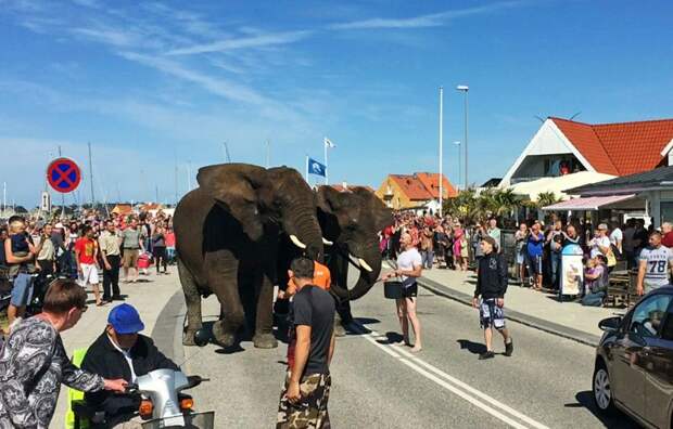 Рассвирепевший цирковой слон сорвался на автомобиле (9 фото) Рассвирепевший цирковой слон сорвался на автомобиле (9 фото)