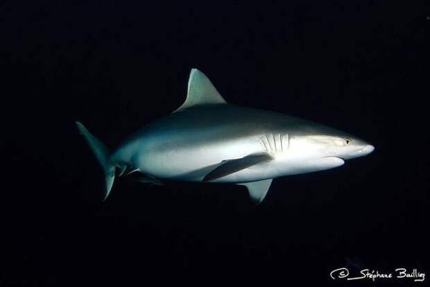 Серая рифовая акула (Carcharhinus amblyrhynchos), фото рыбы фотография