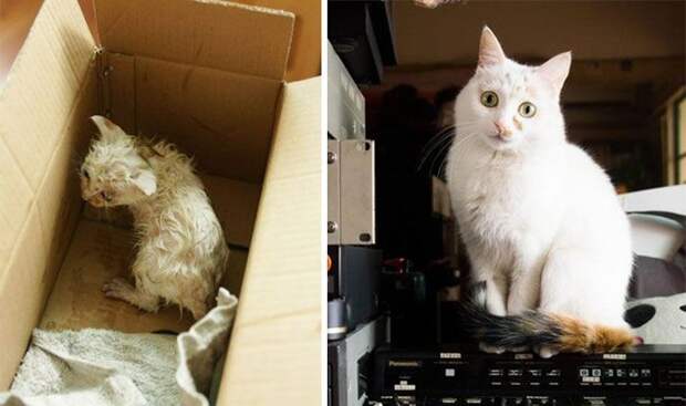Бывшие бездомные коты Бывшие бездомные коты до и после, кошки, преображение