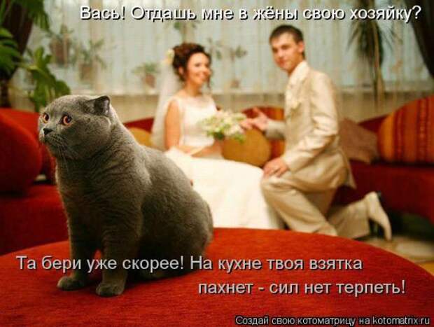 Котоматрицы(картинки с надписями)