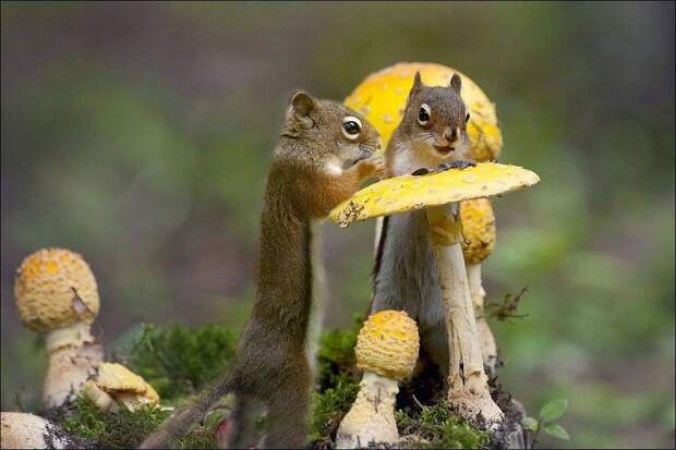 kartinok-veselyh-interesnyh-kartinki-smeshnye-kartinki-fotoprikoly kartinok-veselyh-interesnyh-kartinki-smeshnye-kartinki-fotoprikoly