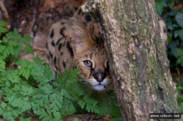 funny_animals_033
