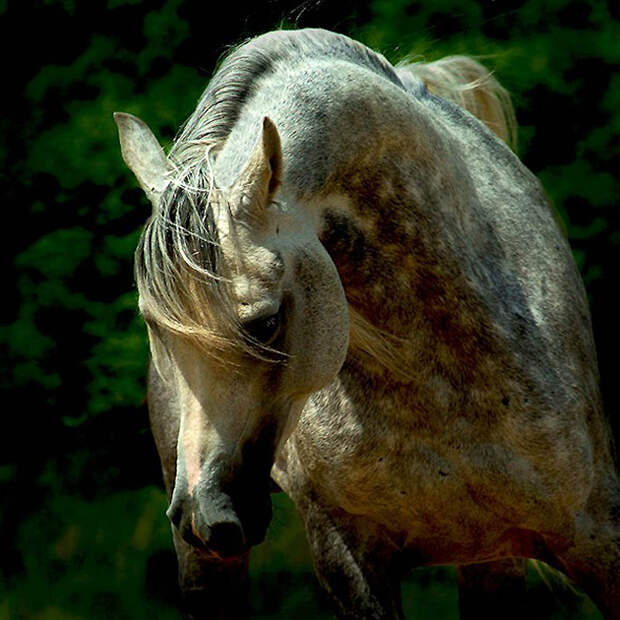 28. Чистокровной арабской лошадью является та, которая зарегистрирована в арабской книге чистокровны