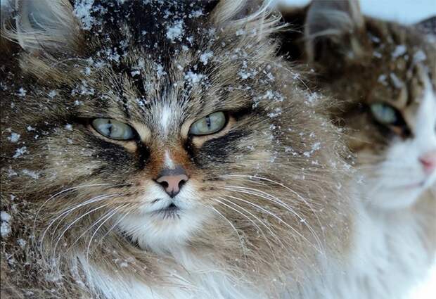 Siberian-Cats_photo-Alla-Lebedeva121
