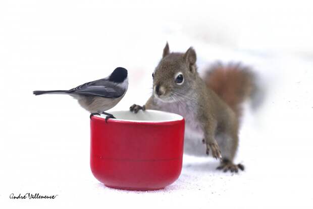 Фотография забавная жизнь белок Andre Villeneuve Фотография забавная жизнь белок Andre Villeneuve