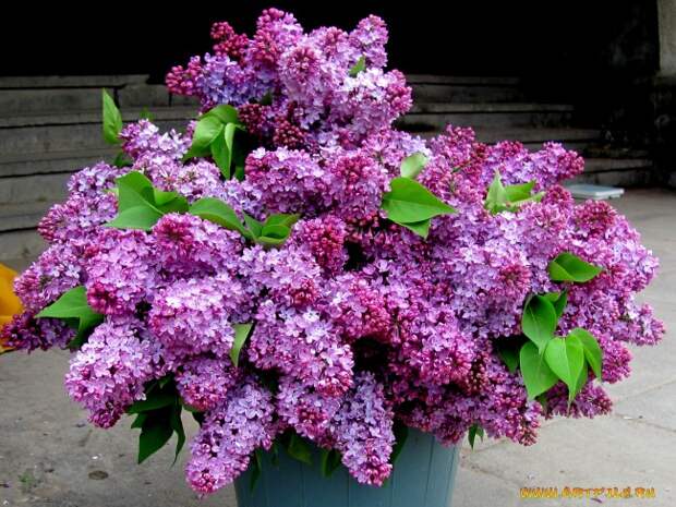 Картинки Обои на рабочий стол Картинки Заставки lilac wallpapers photos download for your desktop flower photo lilac flowers hd