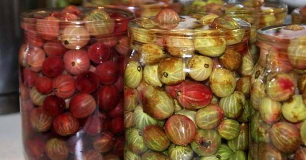 белый налет на ягодах крыжовника