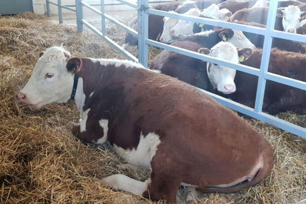 Лукашенко пообещал заботиться о беременной телочке, которую получил в подарок