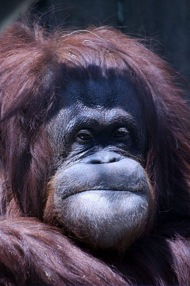 24. Когда вспомнила, что скоро тебе снова придется пройти через все это 24. Когда вспомнила, что скоро тебе снова придется пройти через все это гримаса, женщина, жизнь, критические дни