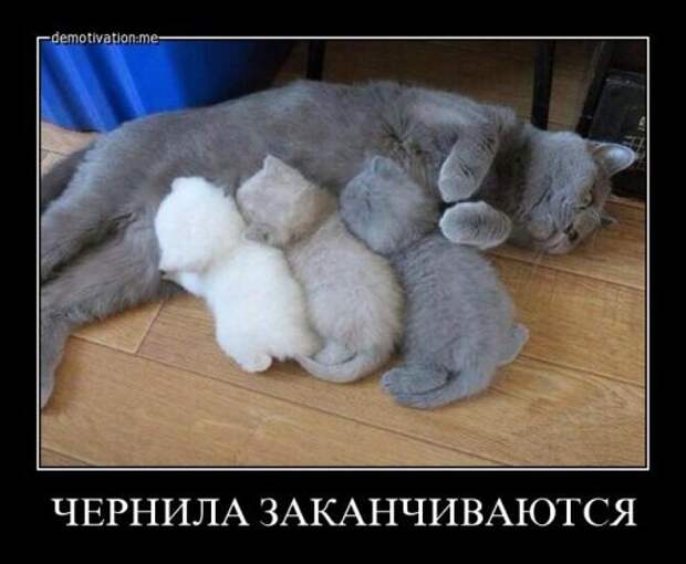 Новые демотиваторы - свежие приколы